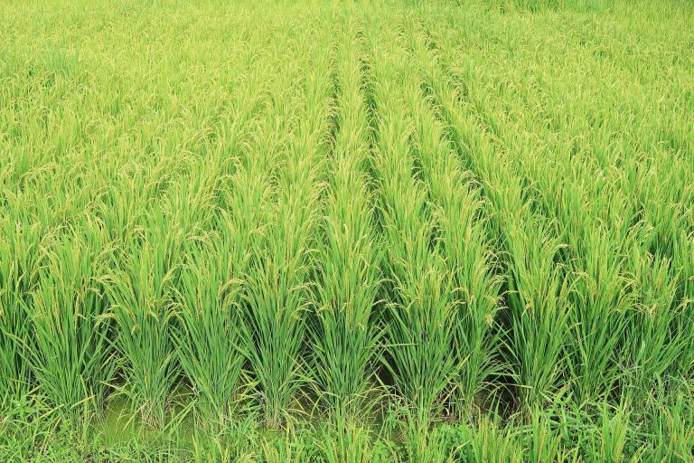 Prémium aranykalászos gazda képzés a közelben! Prémium aranykalászos gazda képzés a közelben!